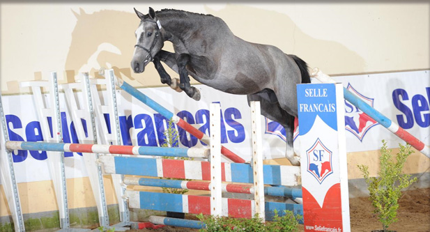 Elevage du lys