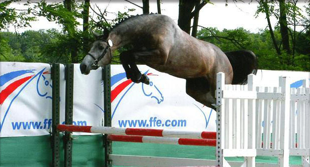Elevage du lys