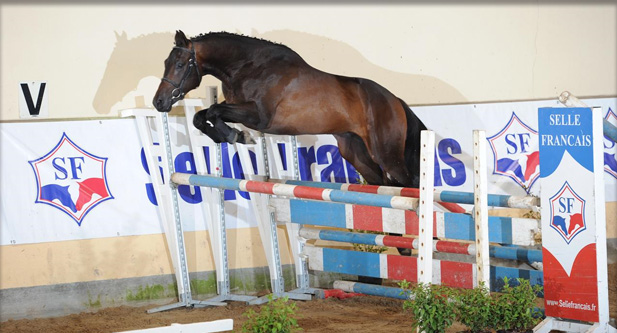 Elevage du lys